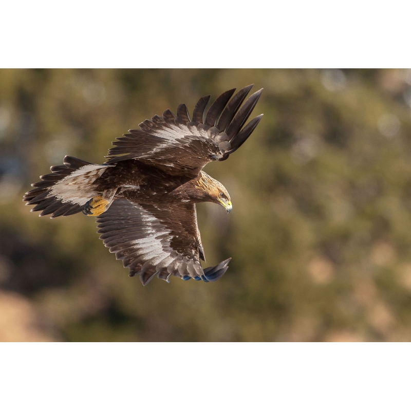 Aigle Royal en chasse par Cyril Doche - Galerie 361