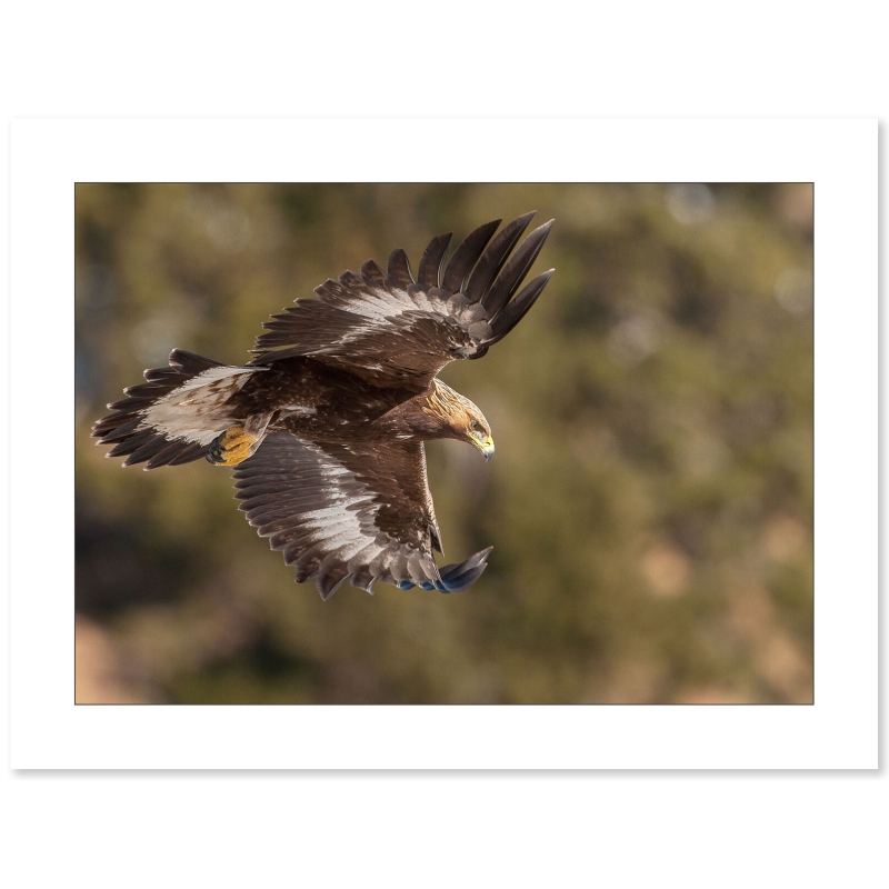 Aigle Royal en chasse par Cyril Doche - Galerie 361