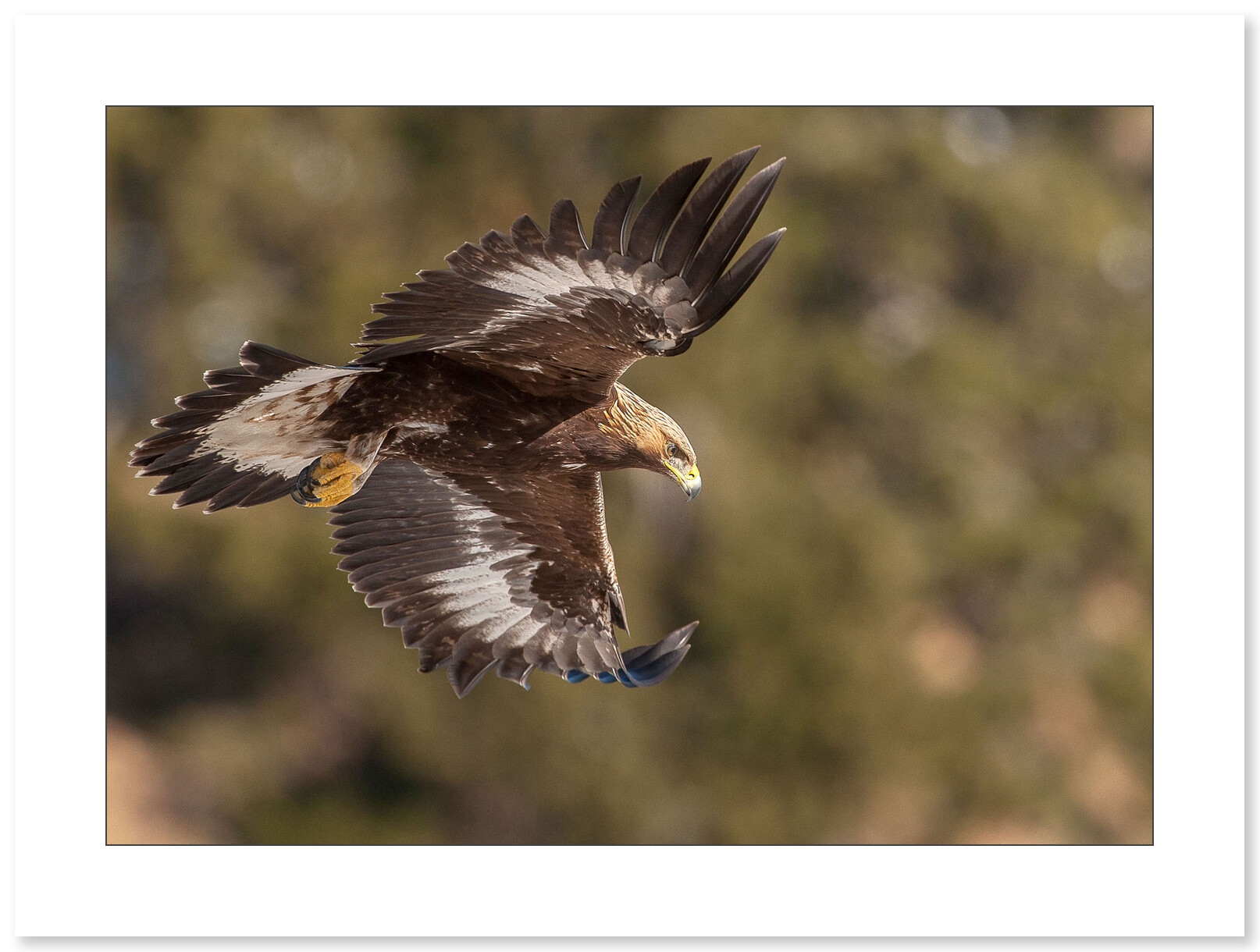 Aigle Royal en chasse par Cyril Doche - Galerie 361