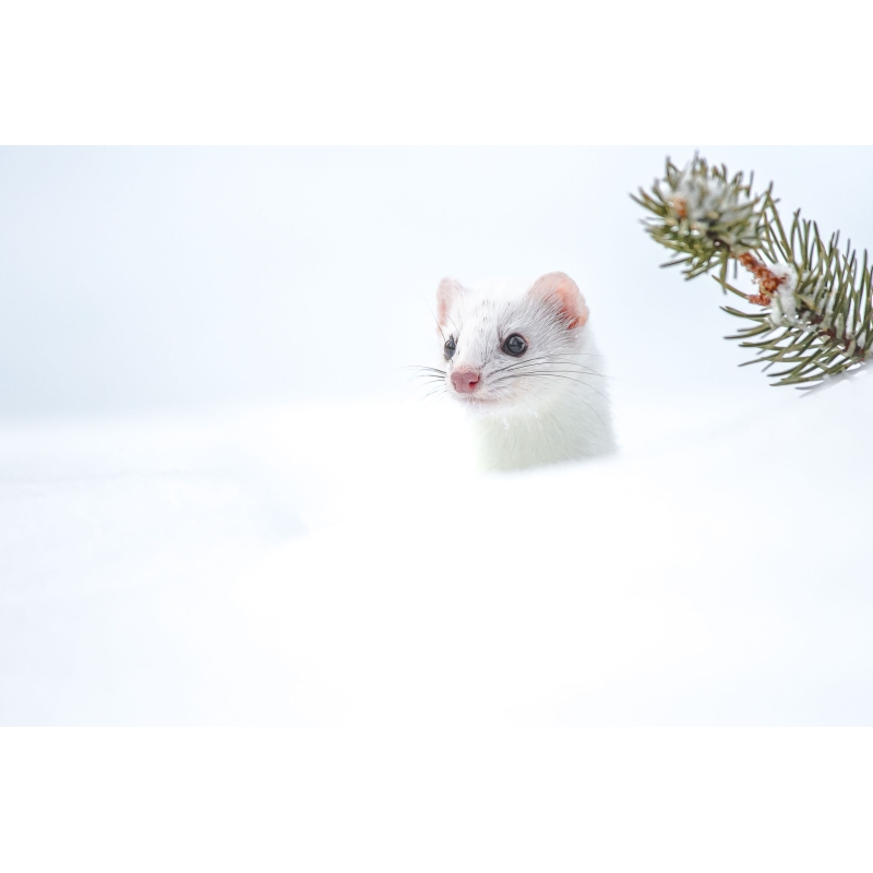 Photo d'hermine par Cyril Doche - Galerie photo 361