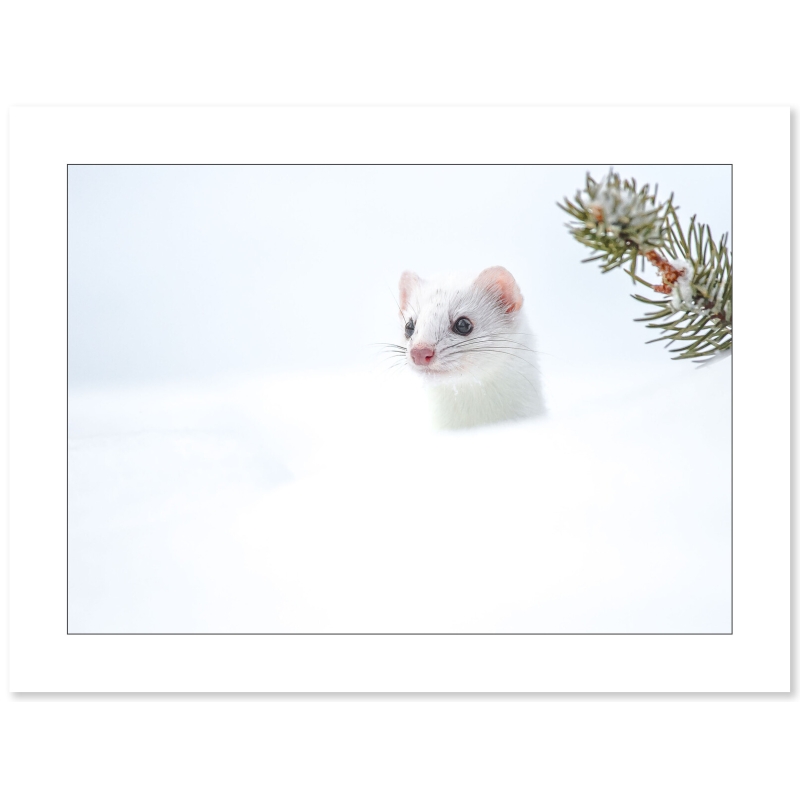 Photo d'hermine par Cyril Doche - Galerie photo 361