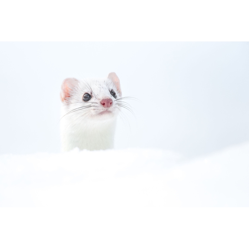 Photographie Hermine par Cyril Doche - Galerie 361