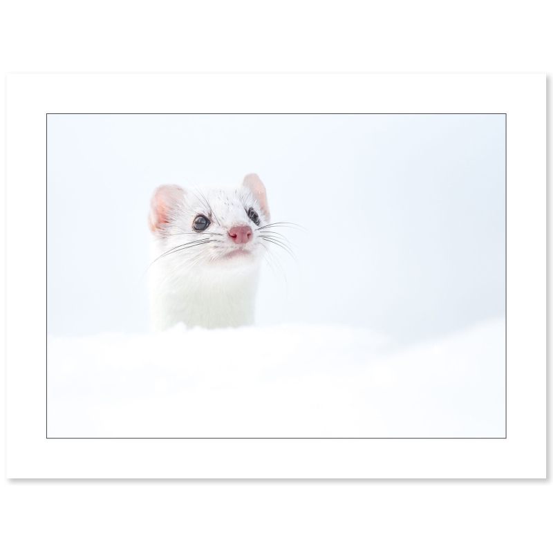 Photographie Hermine par Cyril Doche - Galerie 361
