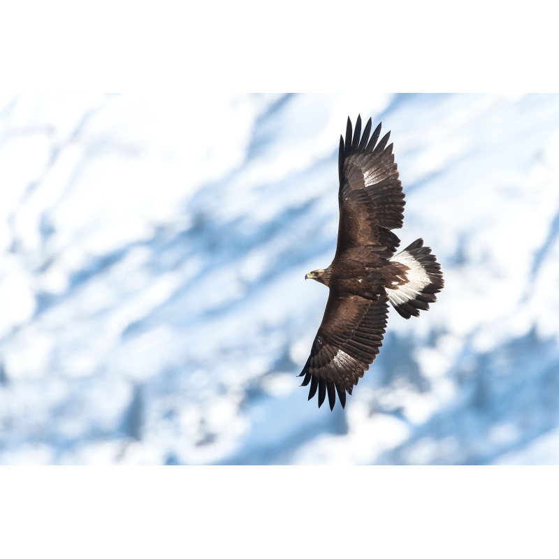 Aigle Royal, photographie de Cyril Doche - Galerie 361