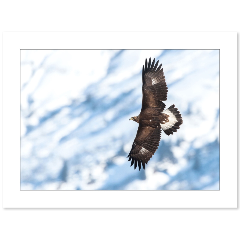 Aigle Royal, photographie de Cyril Doche - Galerie 361
