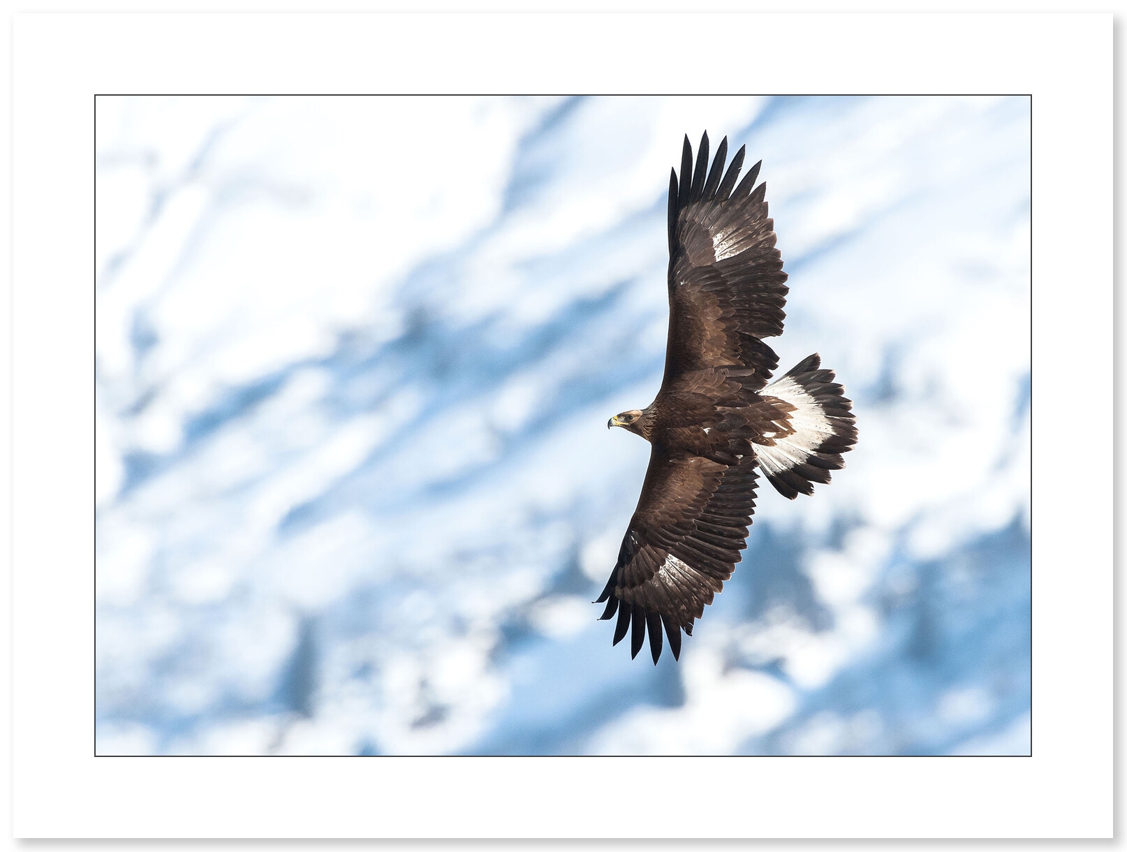 Aigle Royal, photographie de Cyril Doche - Galerie 361