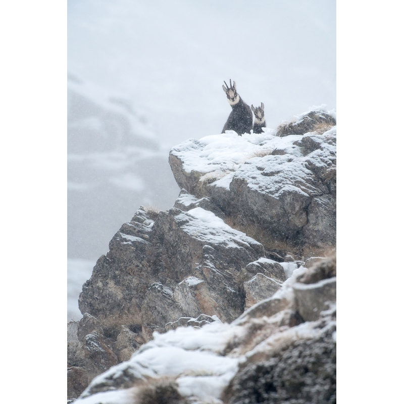 Photo Chamois par Cyril Doche - Galerie 361