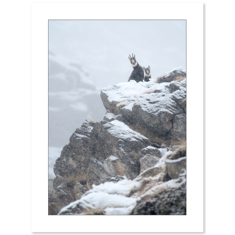 Photo Chamois par Cyril Doche - Galerie 361