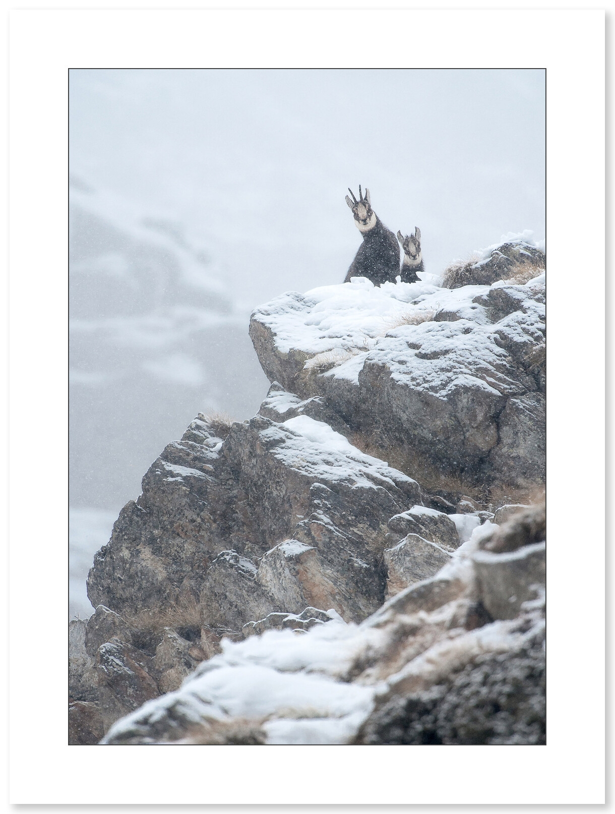 Photo Chamois par Cyril Doche - Galerie 361