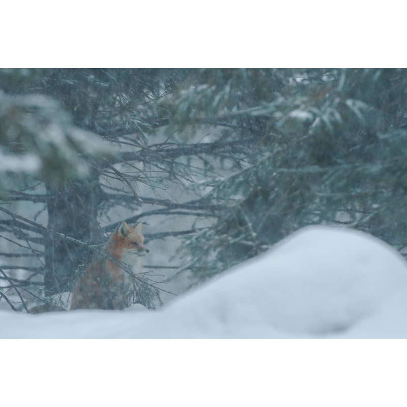 Renard roux assis dans la neige par Cyril Doche - Galerie 361
