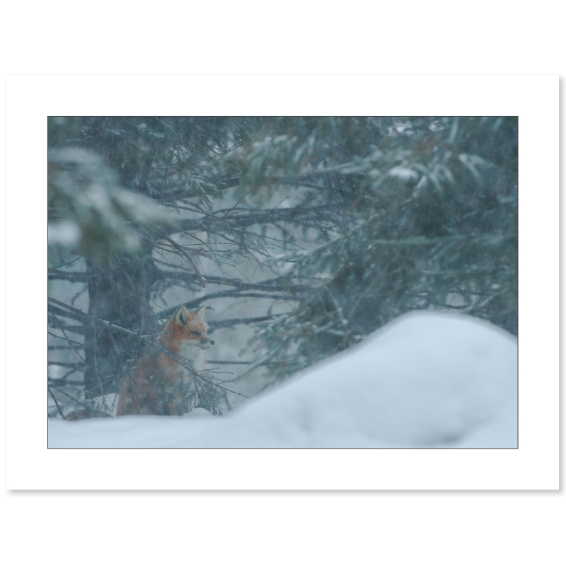 Renard roux assis dans la neige par Cyril Doche - Galerie 361