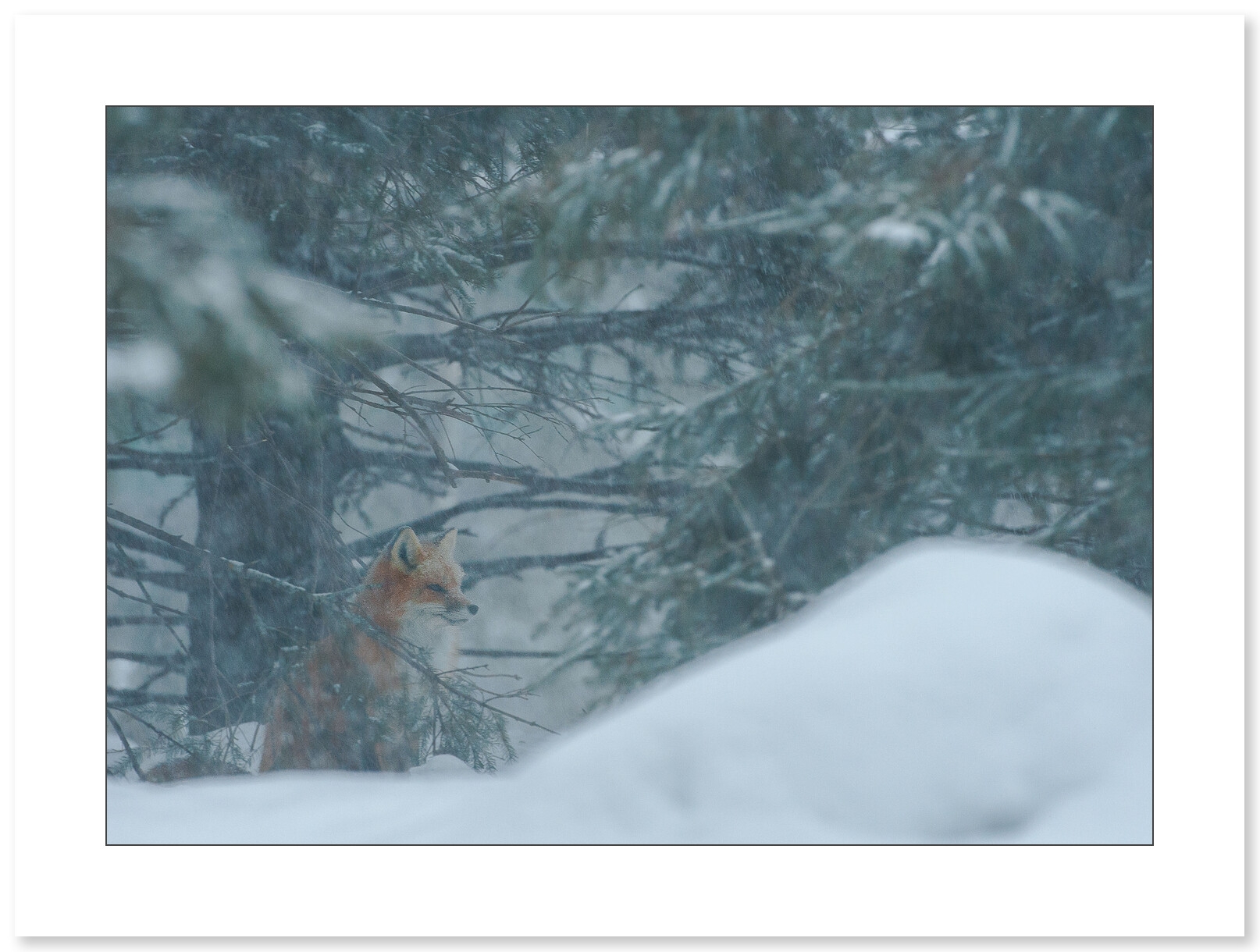 Renard roux assis dans la neige par Cyril Doche - Galerie 361
