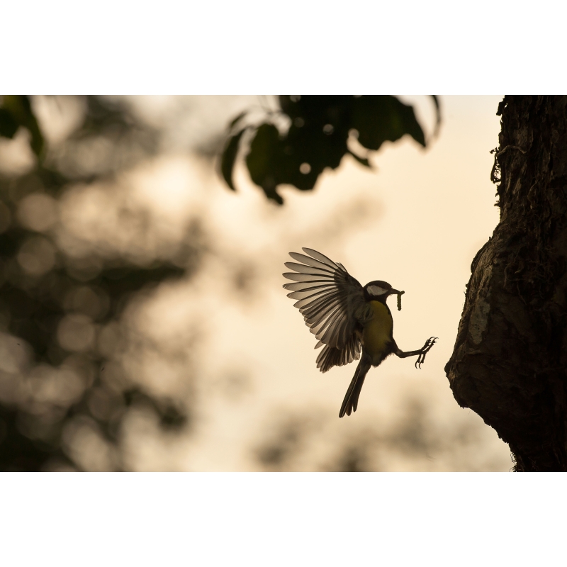 Photo Mésange charbonière par Cyril Doche - Galerie 361