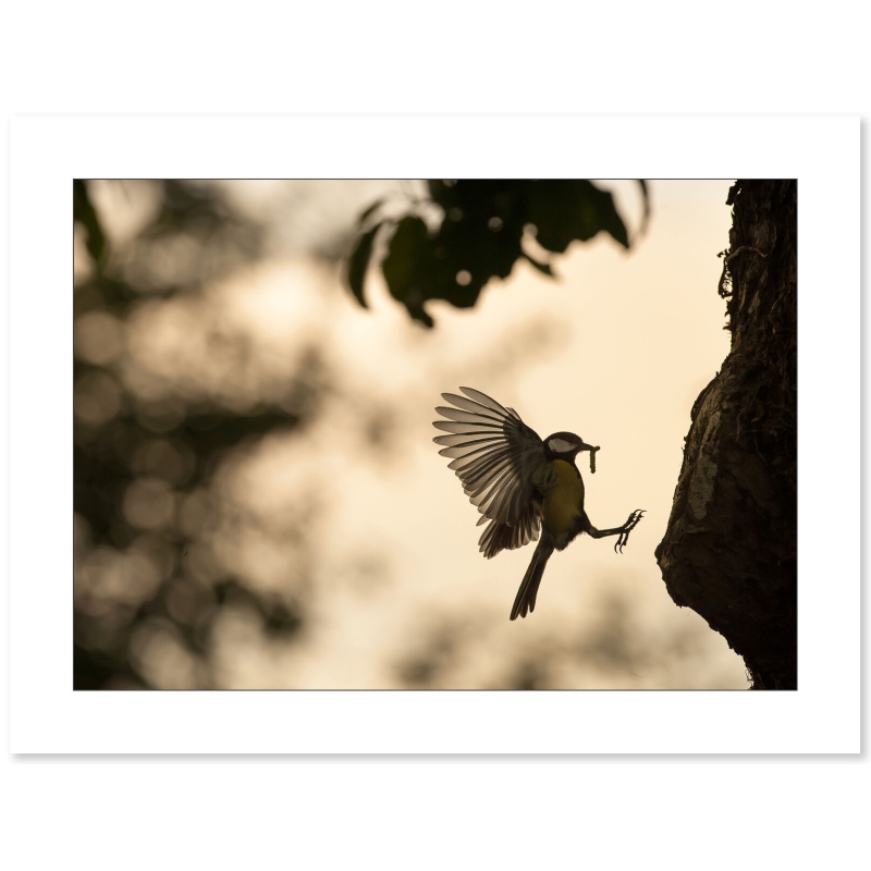 Photo Mésange charbonière par Cyril Doche - Galerie 361