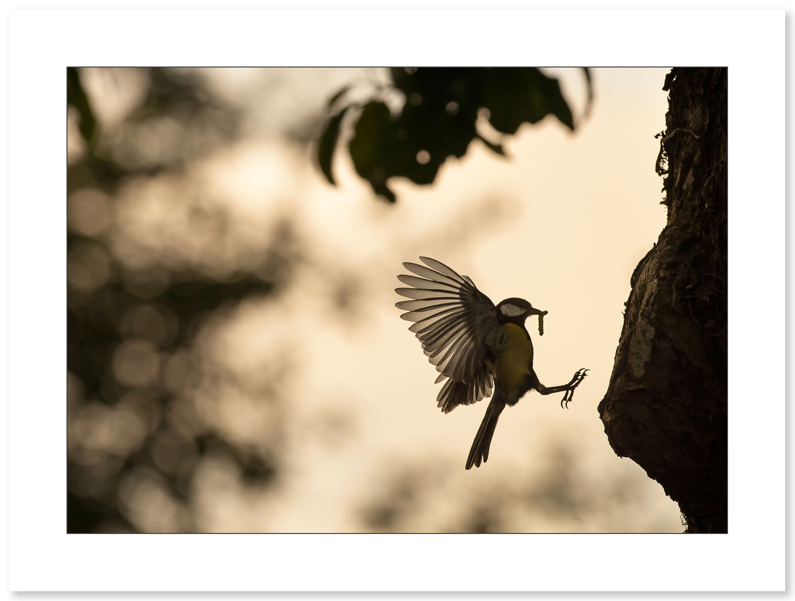 Photo Mésange charbonière par Cyril Doche - Galerie 361