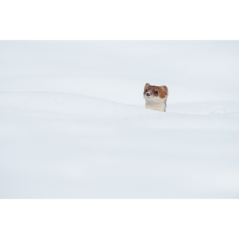 Photo d'une hermine par Cyril Doche - Galerie 361