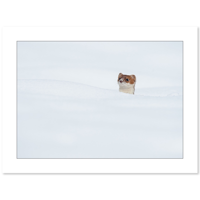 Photo d'une hermine par Cyril Doche - Galerie 361