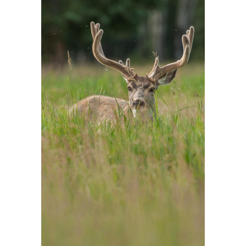 Photo de Cerf par Cyril Doche - Galerie 361