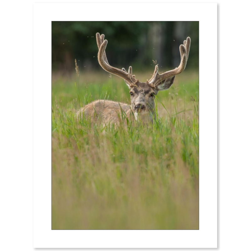 Photo de Cerf par Cyril Doche - Galerie 361