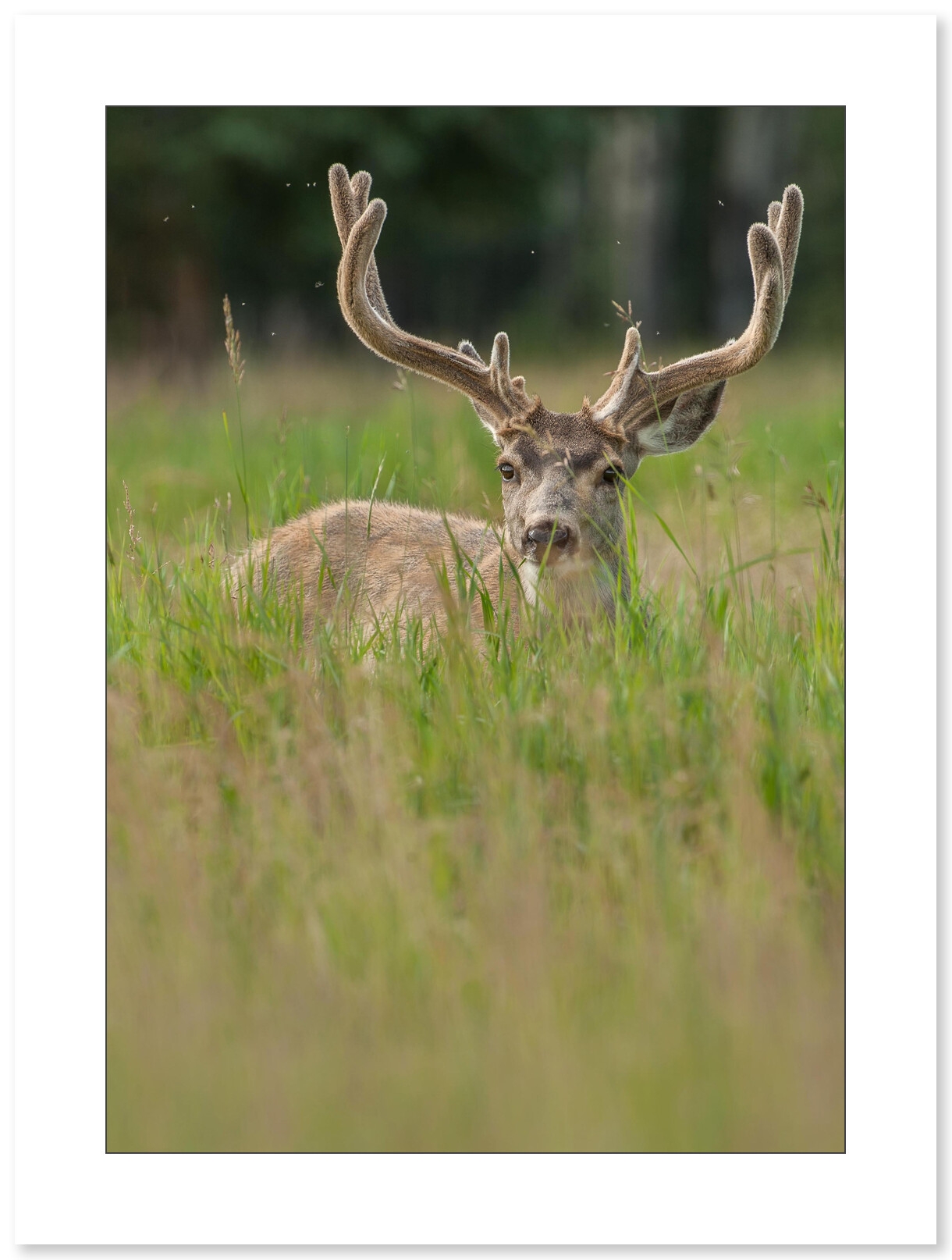 Photo de Cerf par Cyril Doche - Galerie 361