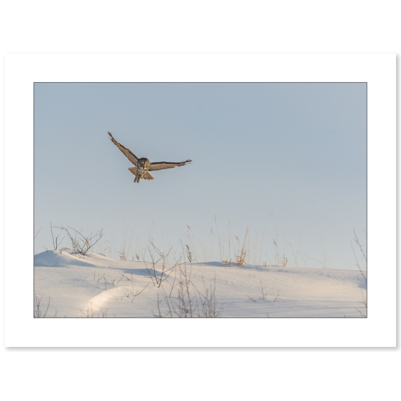 Photo de chouette par Cyril Doche - Galerie 361