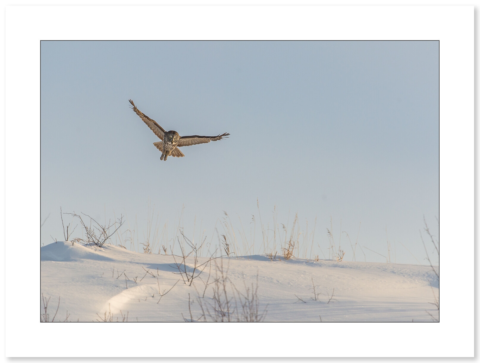 Photo de chouette par Cyril Doche - Galerie 361