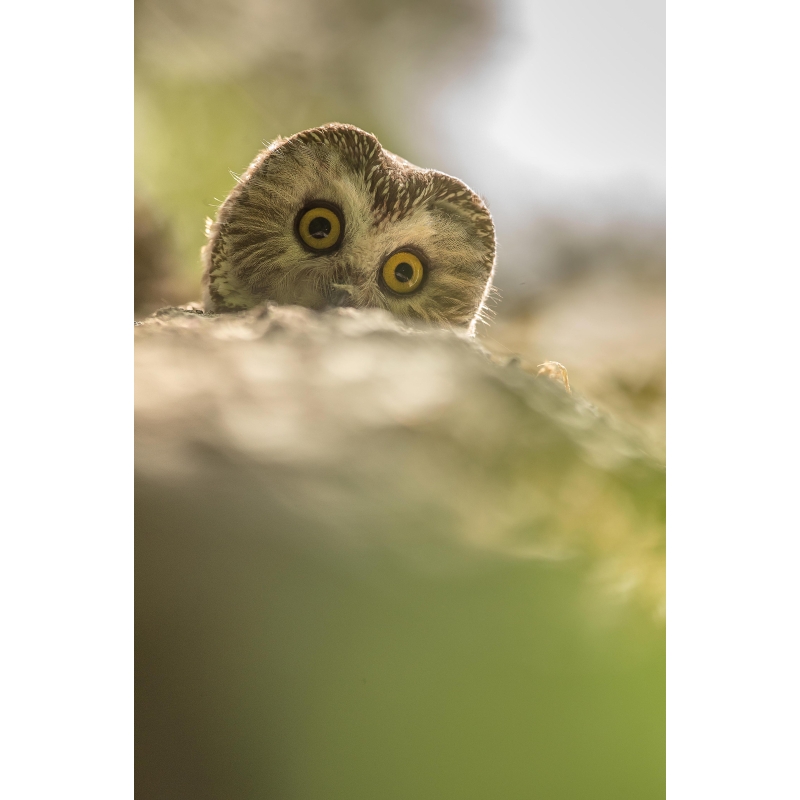 Photo de chouette par Cyril Doche - Galerie 361