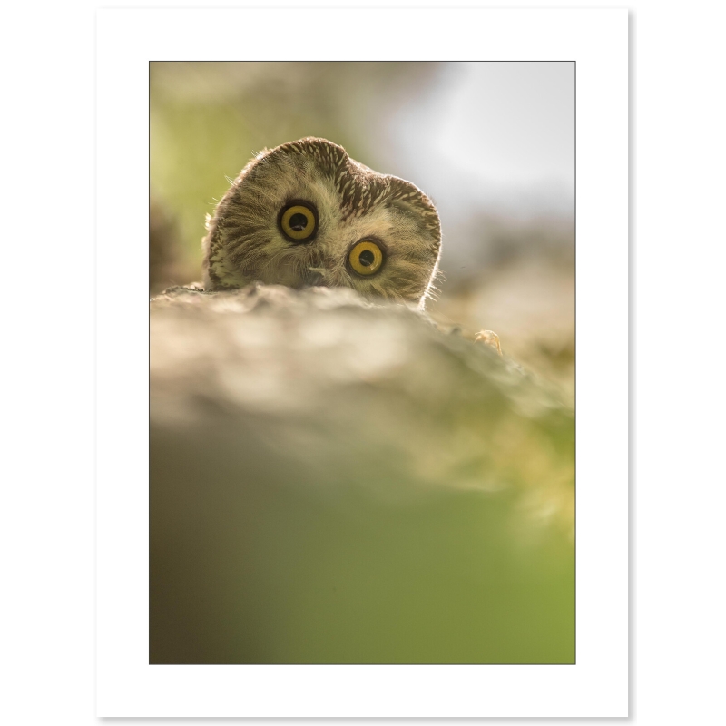 Photo de chouette par Cyril Doche - Galerie 361