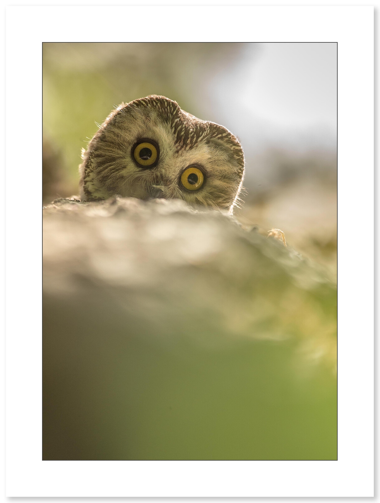 Photo de chouette par Cyril Doche - Galerie 361