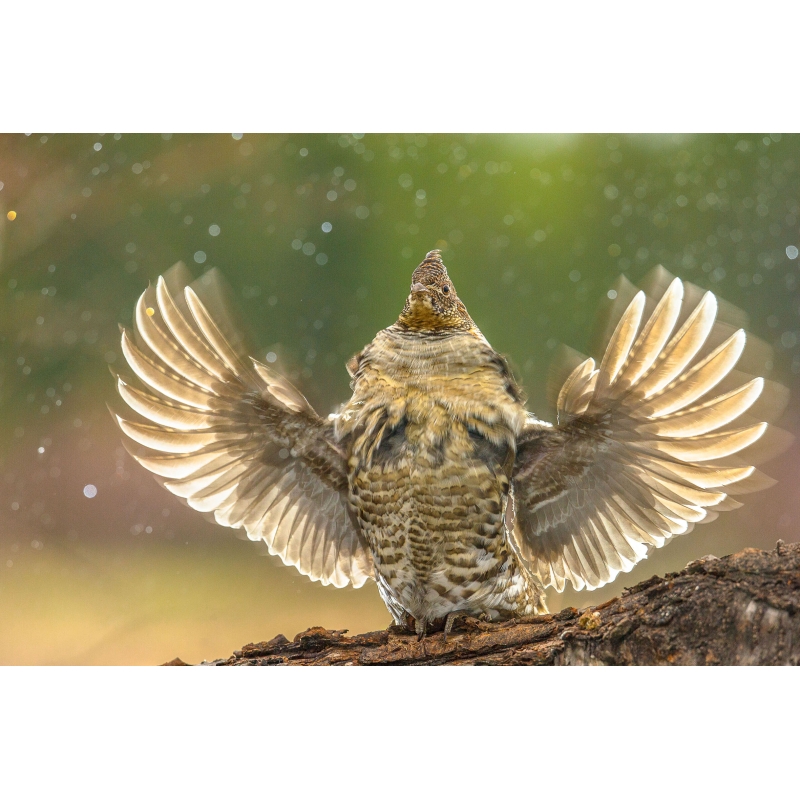 Gélinotte des bois, photo de Cyril Doche - Galerie 361