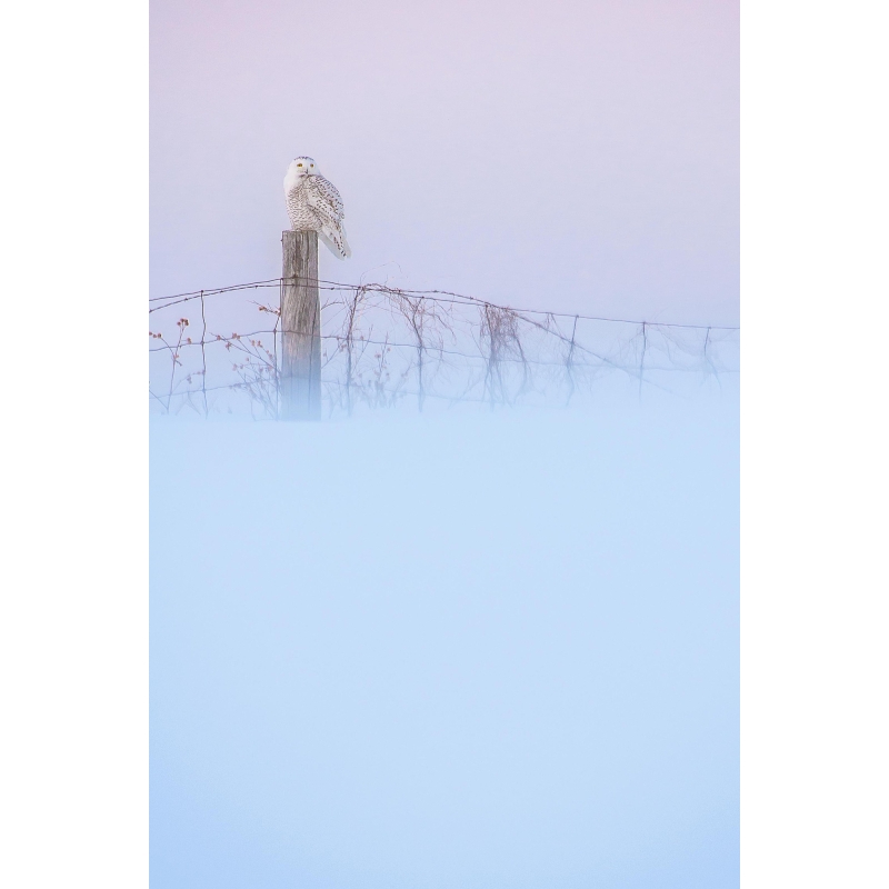 Harfang des neiges par cyril Doche - Galerie 361