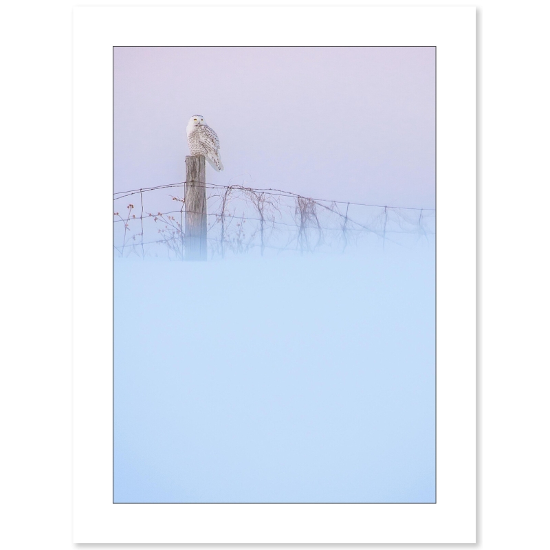 Harfang des neiges par cyril Doche - Galerie 361