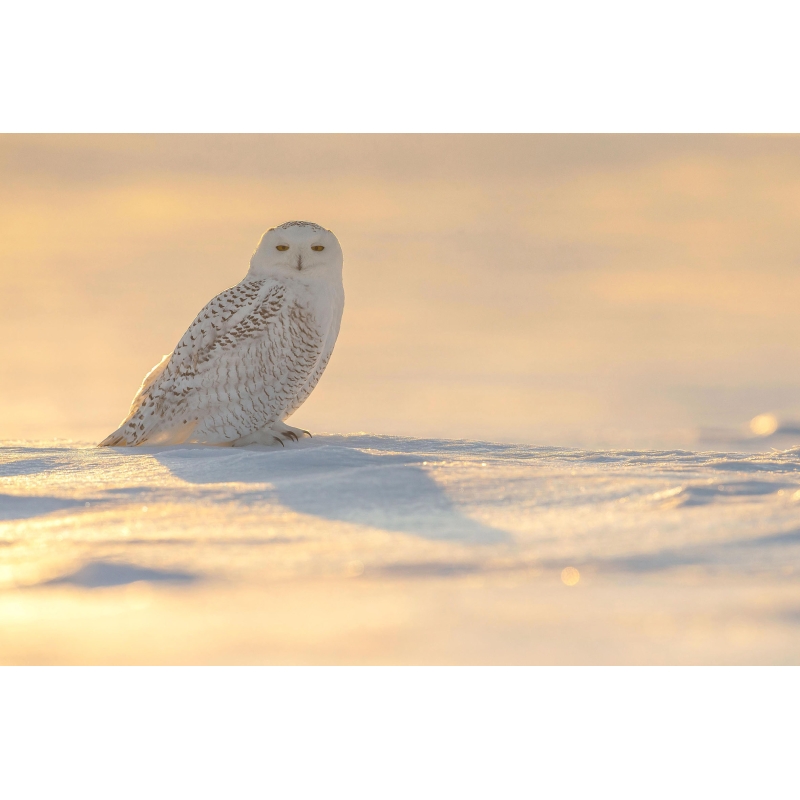 Harfang des neiges par le photographe Cyril Doche - Galerie 361