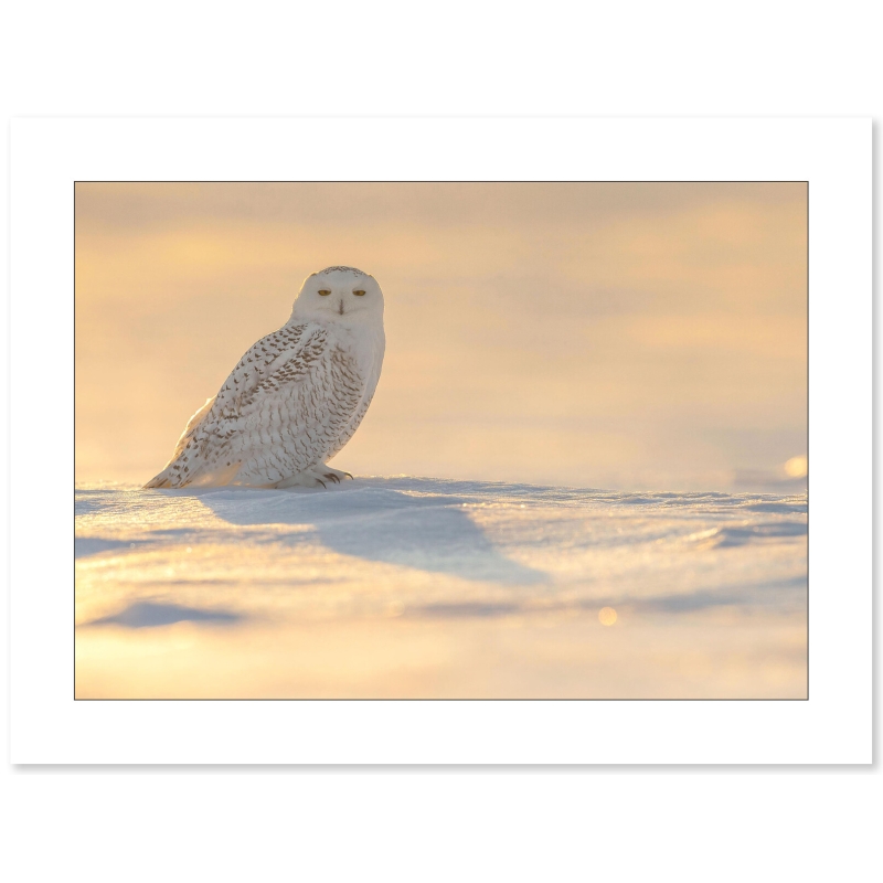Harfang des neiges par le photographe Cyril Doche - Galerie 361