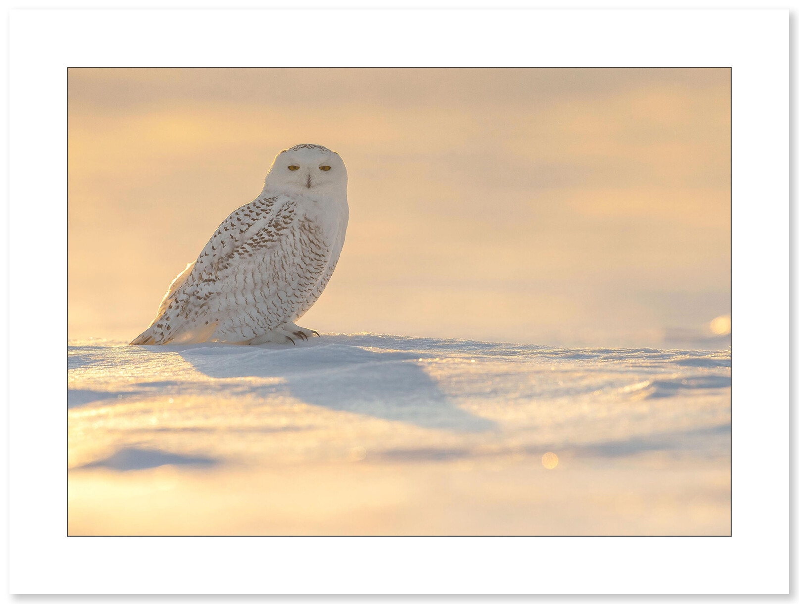 Harfang des neiges par le photographe Cyril Doche - Galerie 361