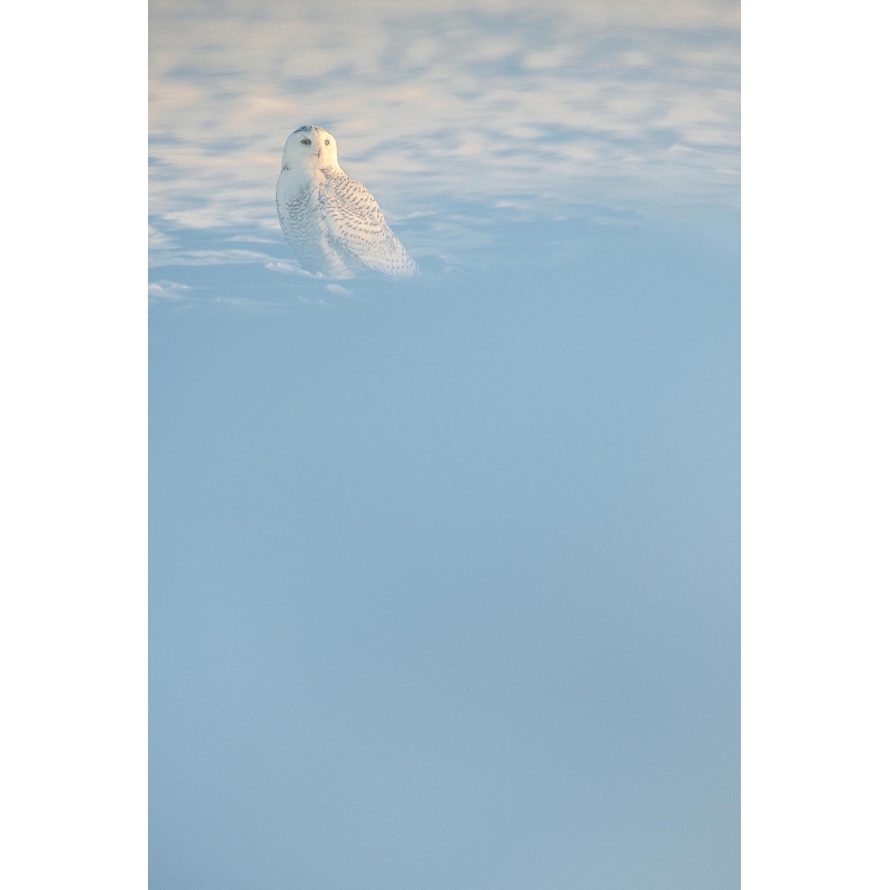 Harfang des neiges par Cyril Doche - Galerie 361