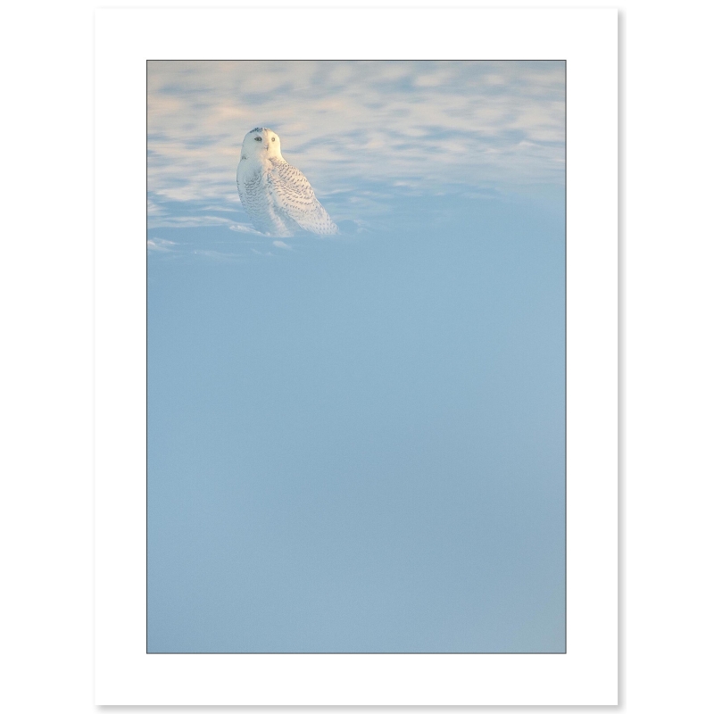 Harfang des neiges par Cyril Doche - Galerie 361