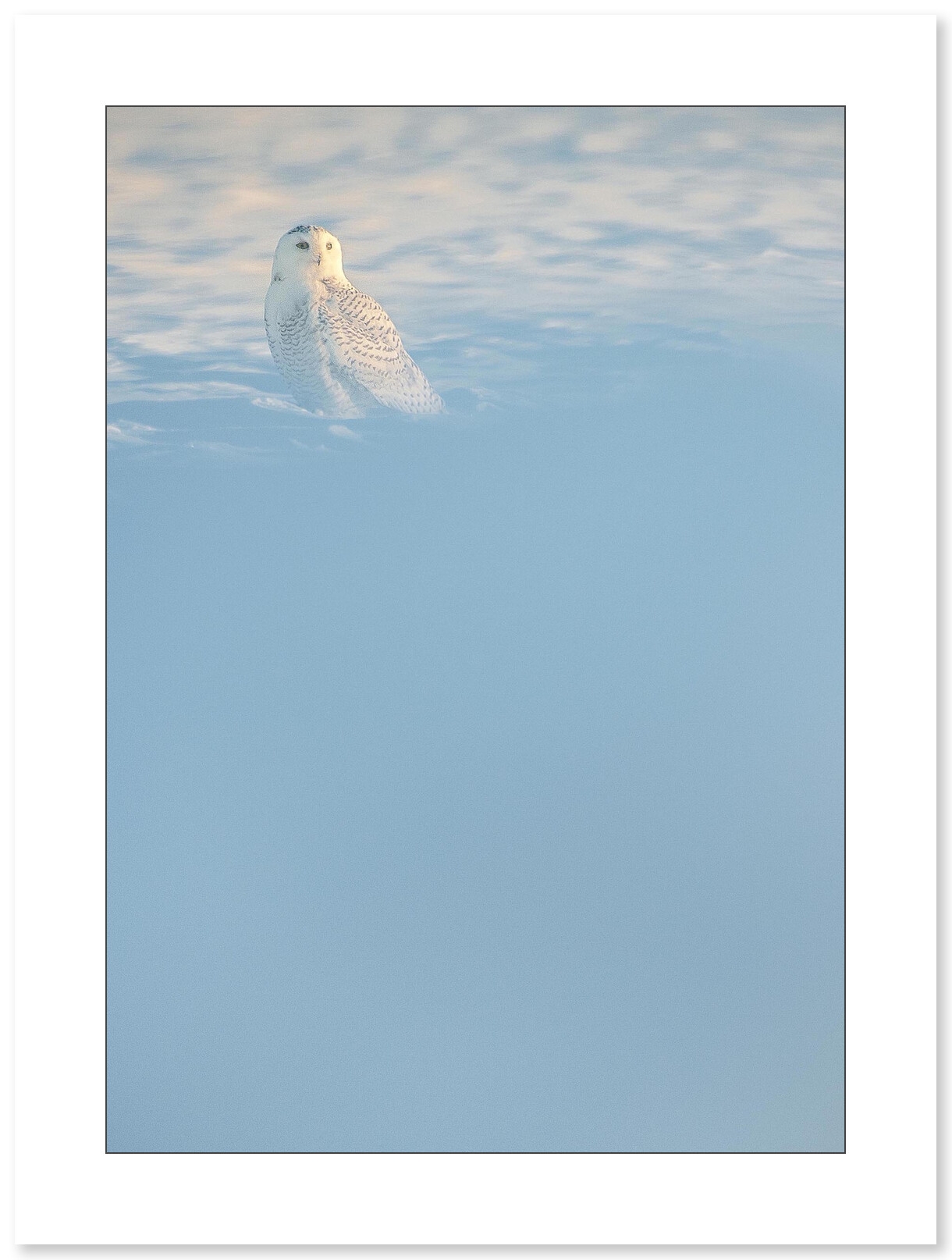 Harfang des neiges par Cyril Doche - Galerie 361
