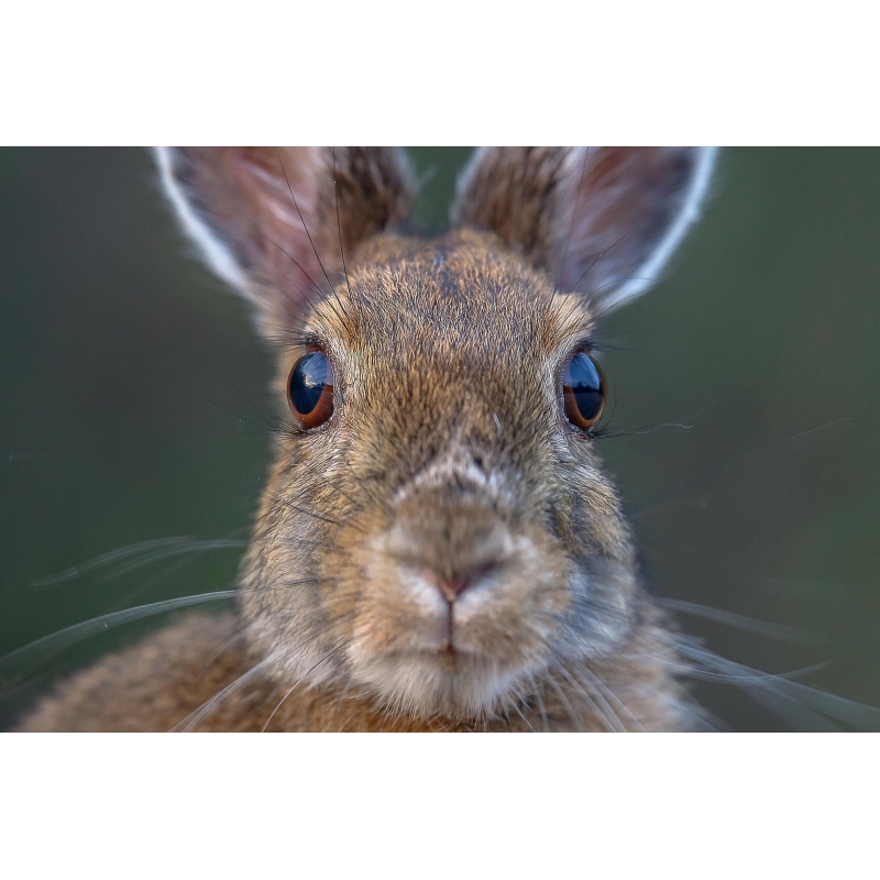 Photographie Lapin par Cyril Doche - Galerie 361