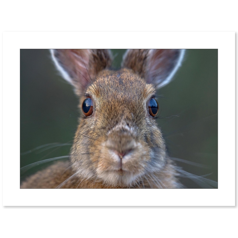 Photographie Lapin par Cyril Doche - Galerie 361