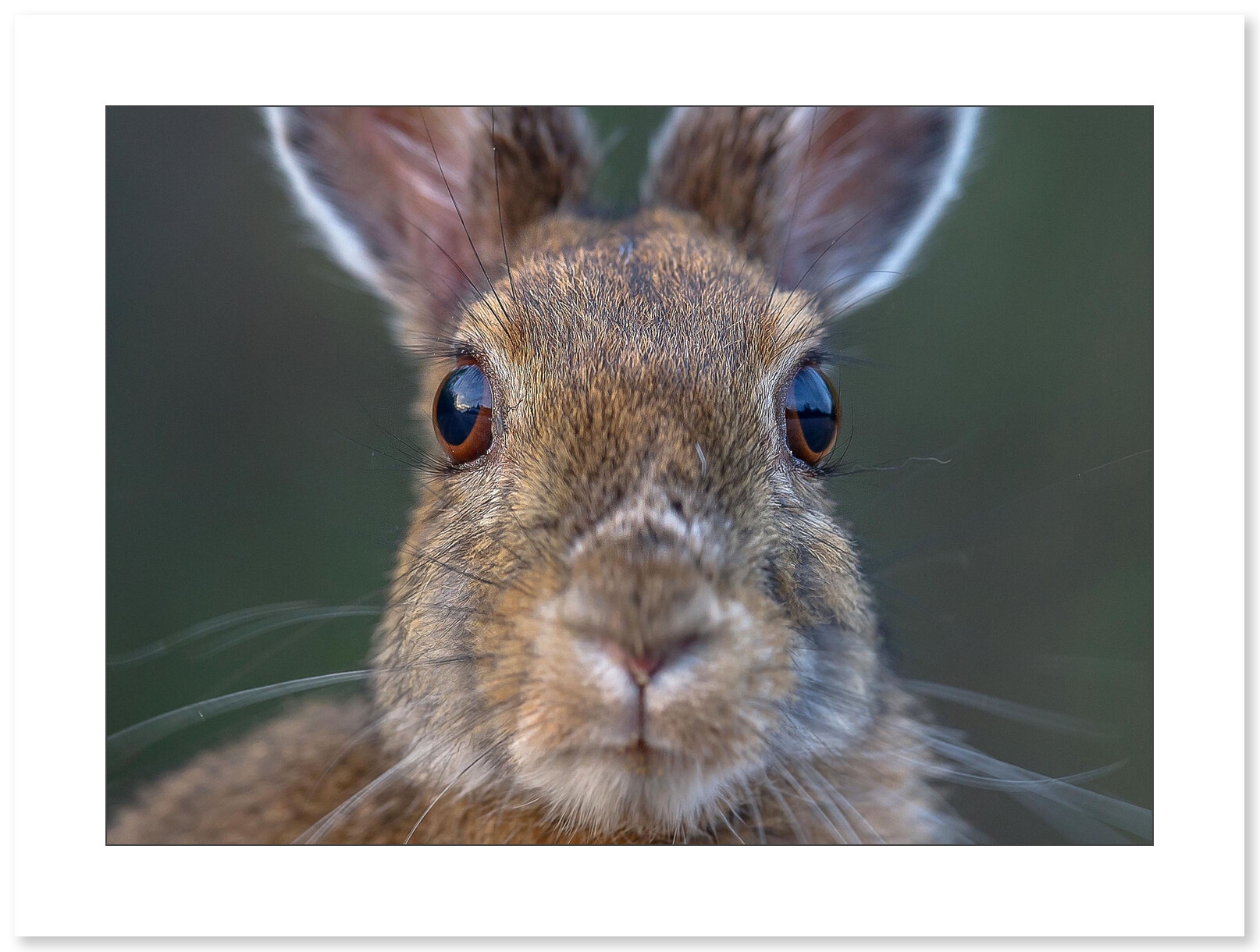Photographie Lapin par Cyril Doche - Galerie 361