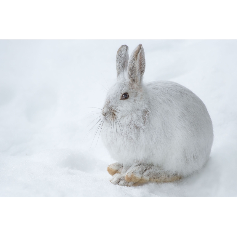 Photo Lapin par Cyril Doche - Galerie 361
