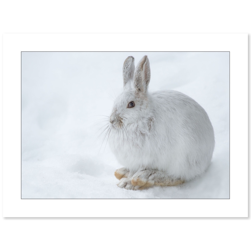 Photo Lapin par Cyril Doche - Galerie 361