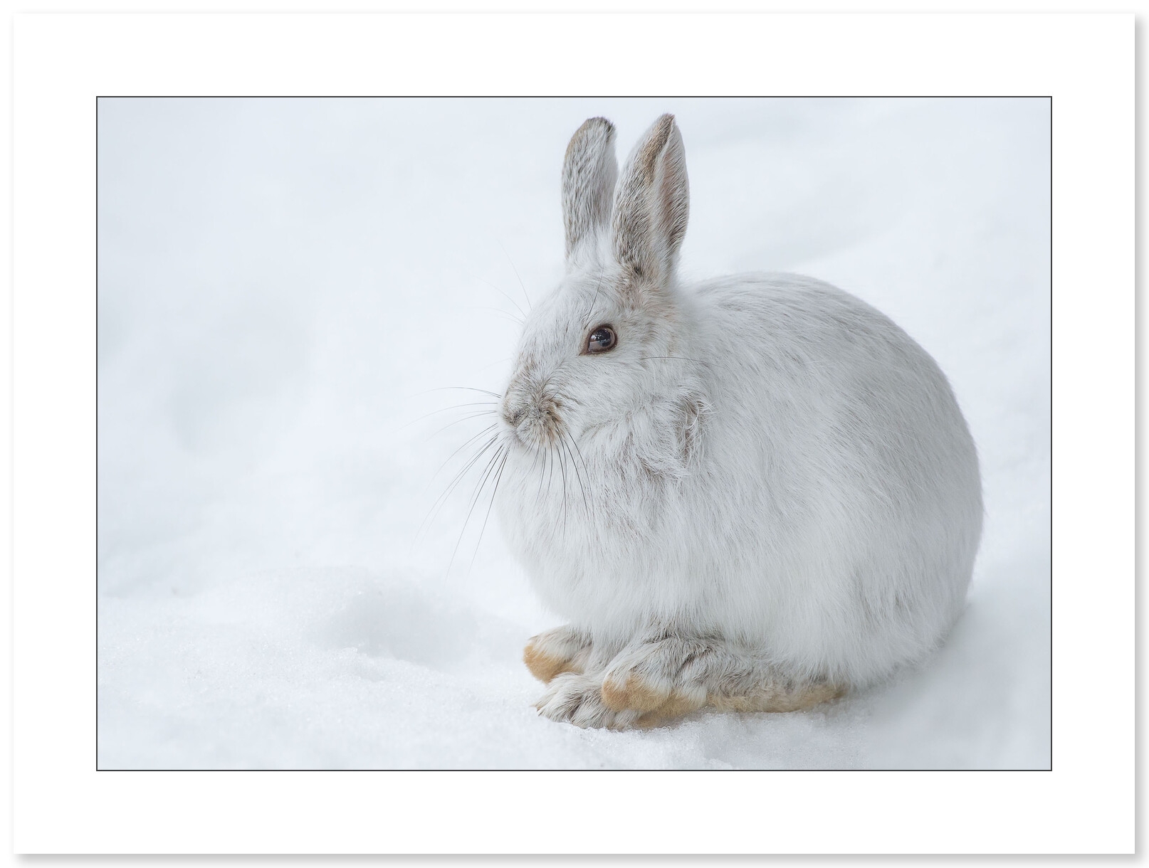 Photo Lapin par Cyril Doche - Galerie 361