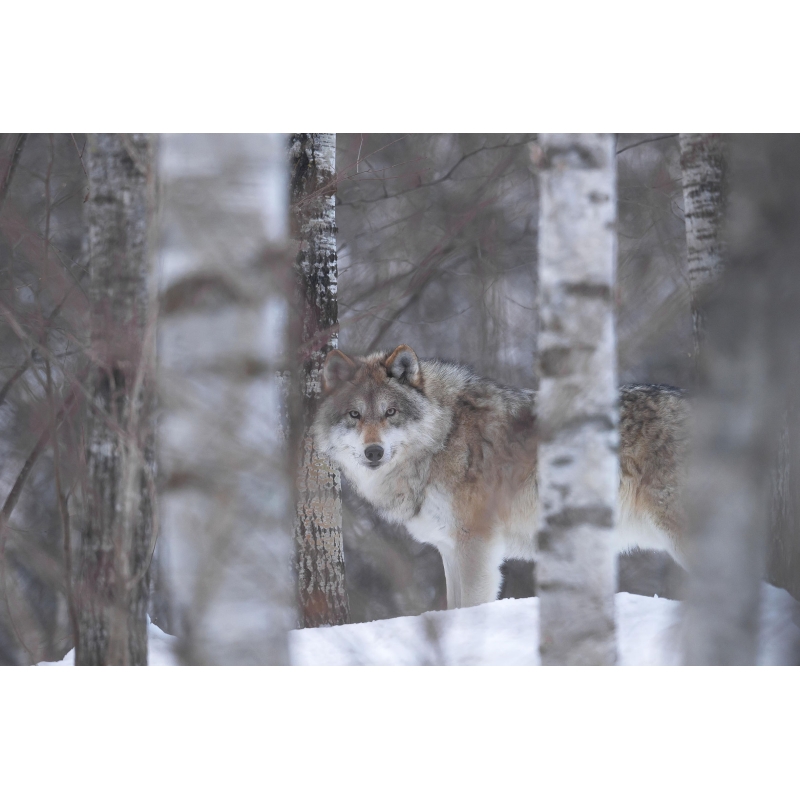 Photo Loup par le photographe Cyril Doche - Galerie 361