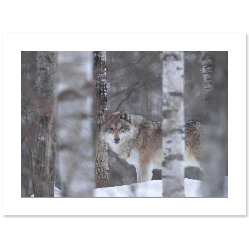Photo Loup par le photographe Cyril Doche - Galerie 361