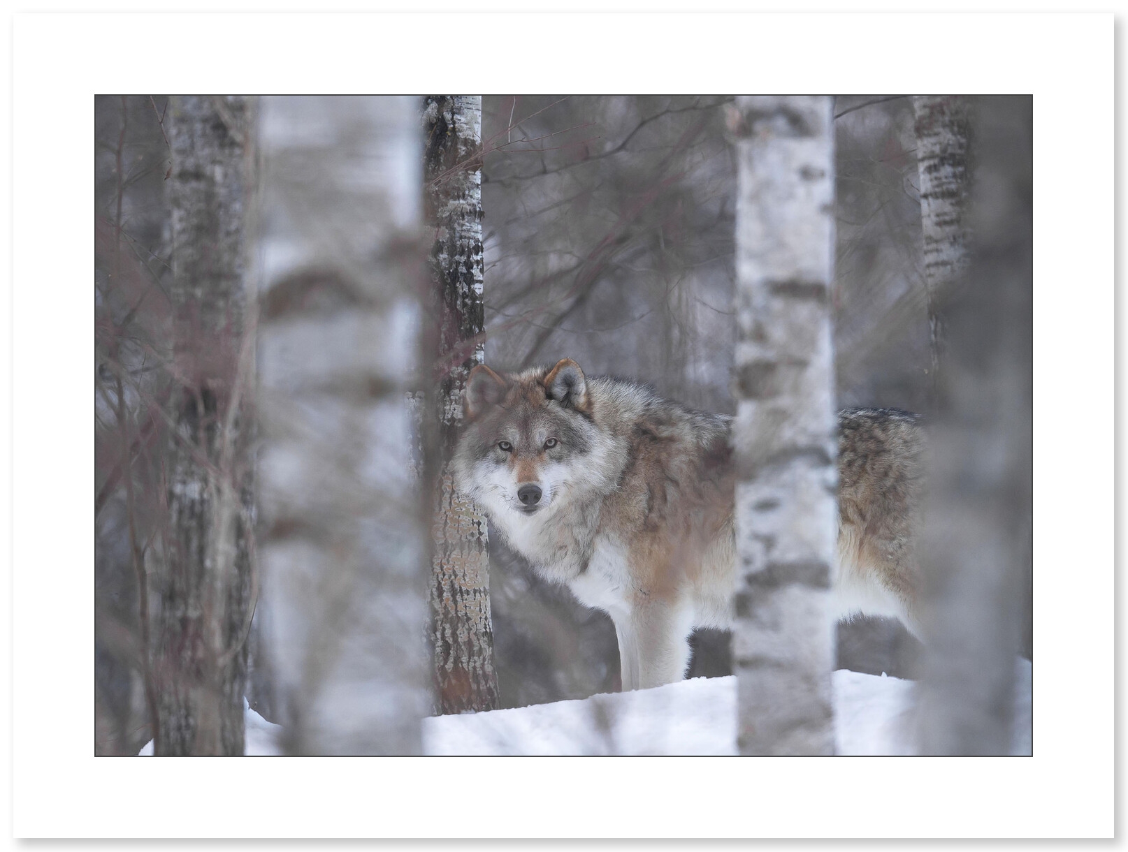 Photo Loup par le photographe Cyril Doche - Galerie 361