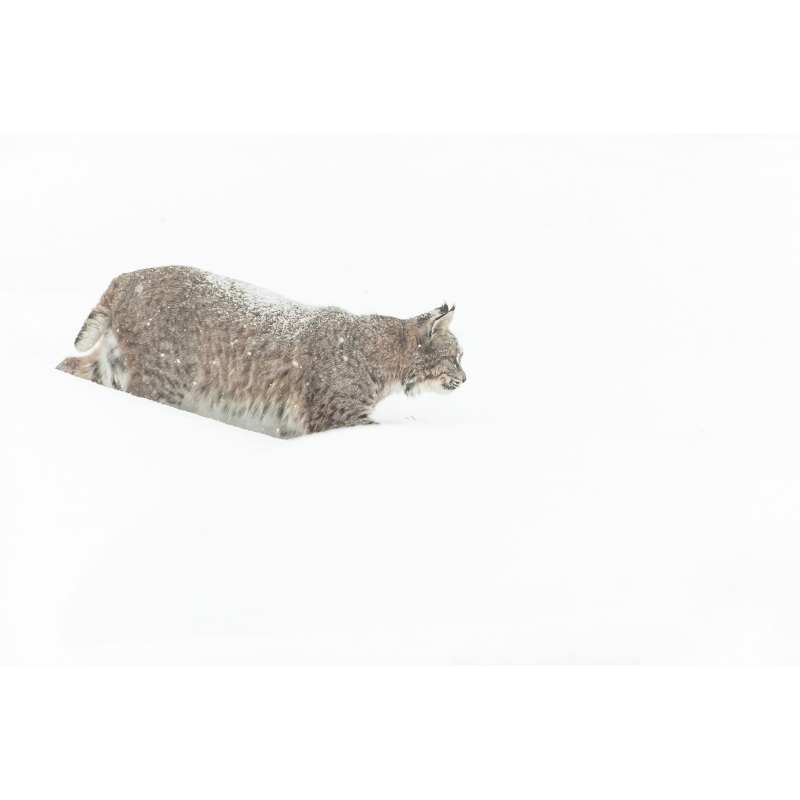 Photo de Lynx par Cyril Doche - Galerie 361