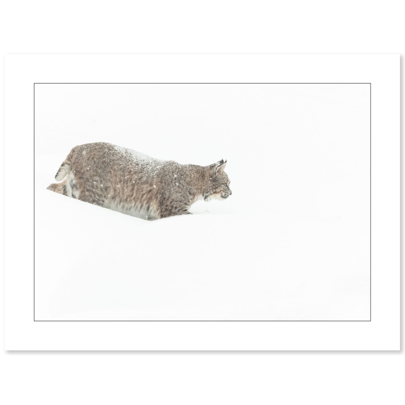 Photo de Lynx par Cyril Doche - Galerie 361