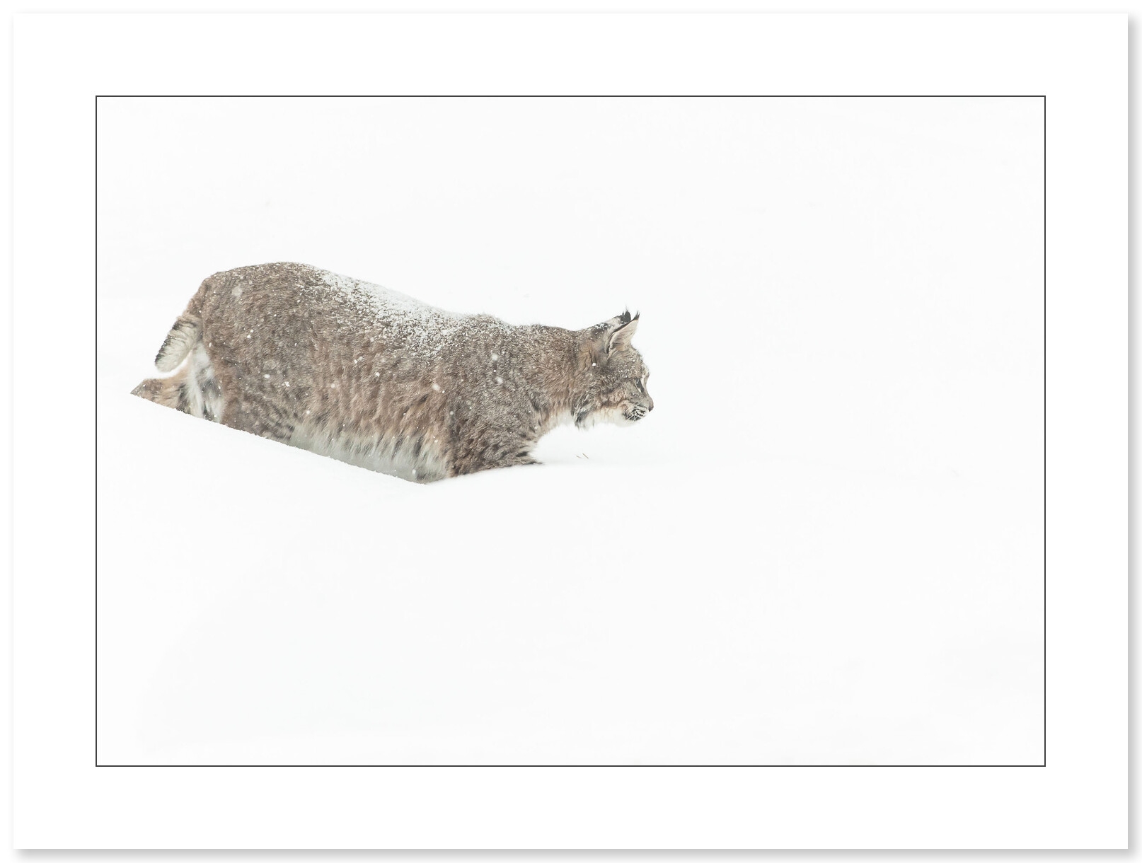 Photo de Lynx par Cyril Doche - Galerie 361